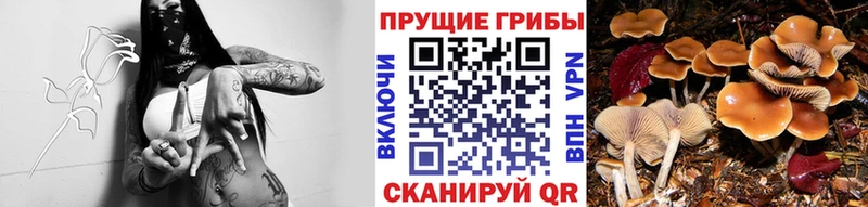 Галлюциногенные грибы Psilocybine cubensis  наркошоп  Темников 